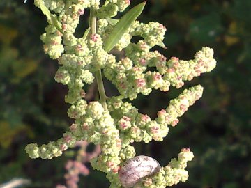 Amaranthus?